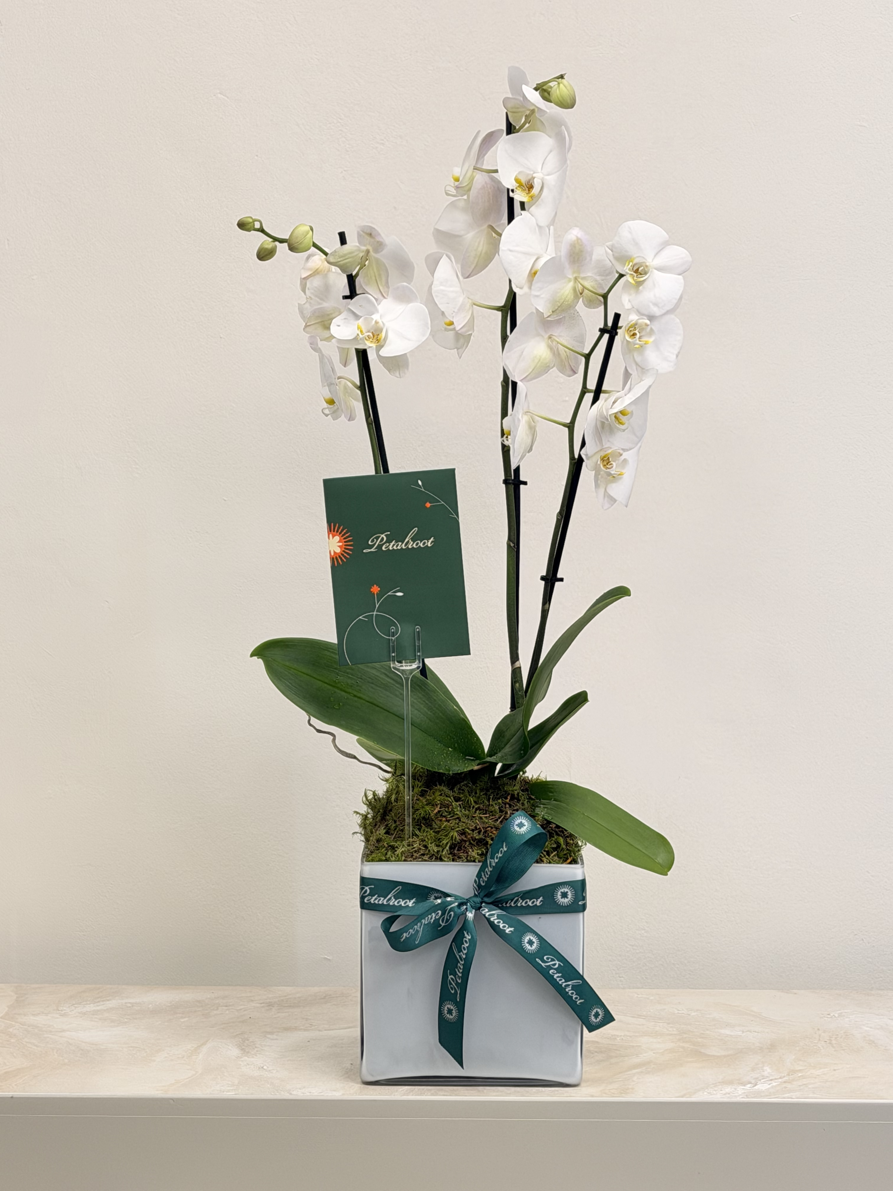 Orchid Springs