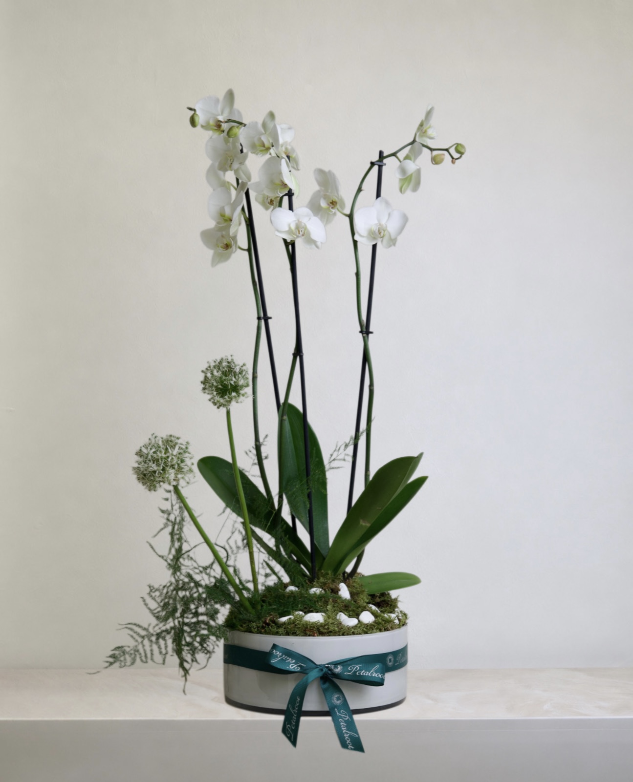 Orchid Oasis